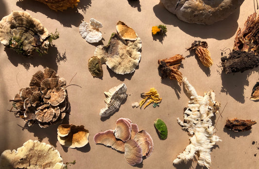 a bunch of different coloured mushrooms all piled together with dirt around and on them. Each mushroom is either orange, yellow, grey, beige or purple in colour