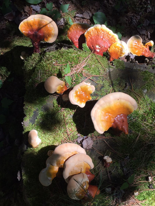 reishi, ganoderma lucidum growing on a stump