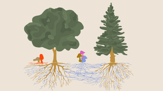 a graphic of the wood wide web, two trees of different species that show their roots branching out into the ground connecting to and in communication with the mycelial roots of fungi. Above ground we see the mushroom fruiting bodies of those fungal roots.