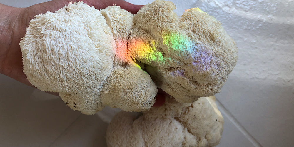 On a white background, a hand is holding a giant piece of lions mane mushroom. There is a reflection from a crystal that casts a rainbow on top of the lions mane mushroom