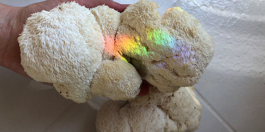 On a white background, a hand is holding a giant piece of lions mane mushroom. There is a reflection from a crystal that casts a rainbow on top of the lions mane mushroom