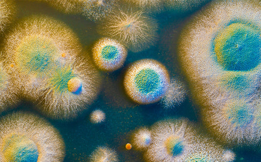 Mycobiome