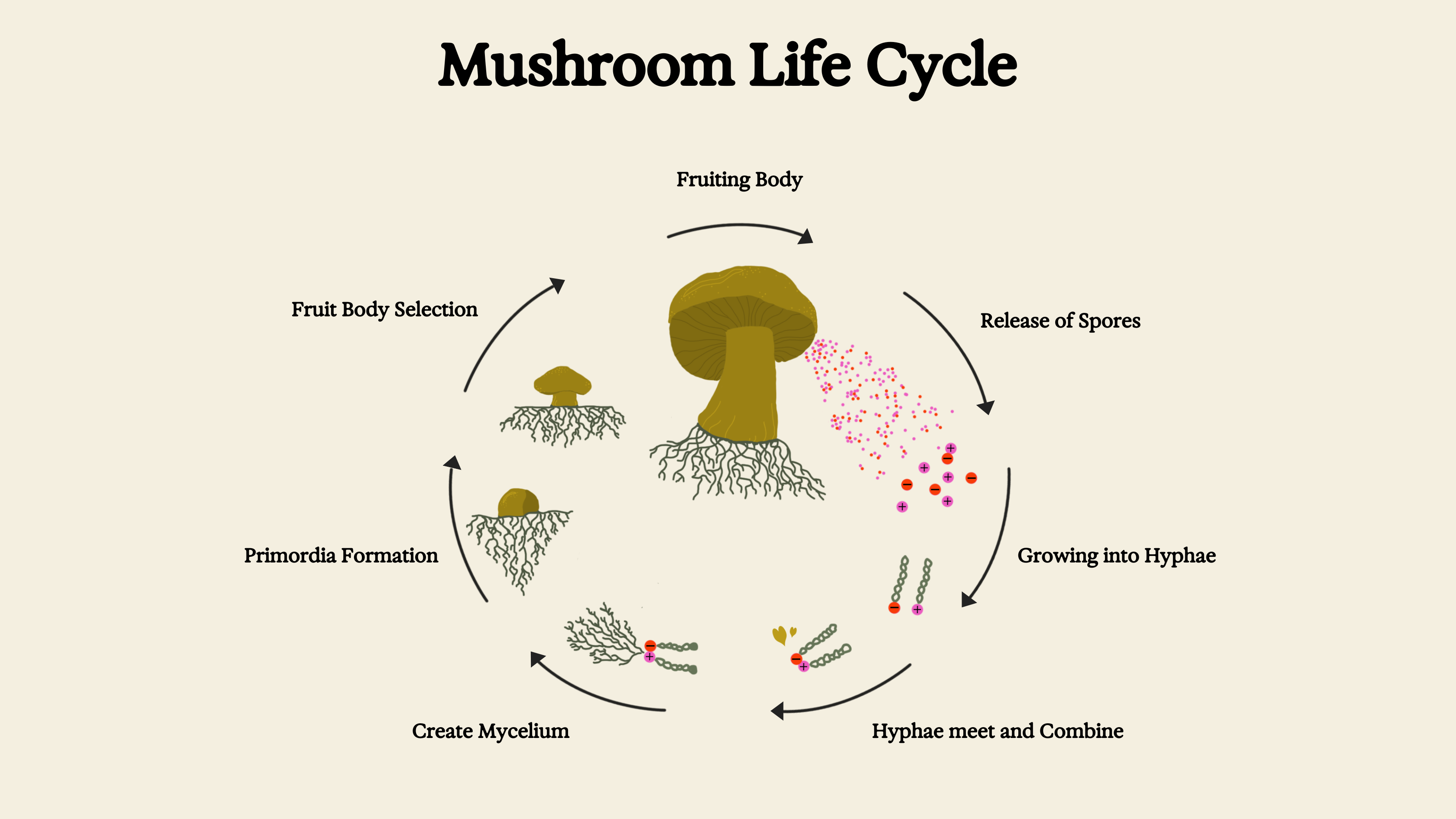 Fungi Life Cycle Steps On The Use Of Spores Of Coprophilous Fungi