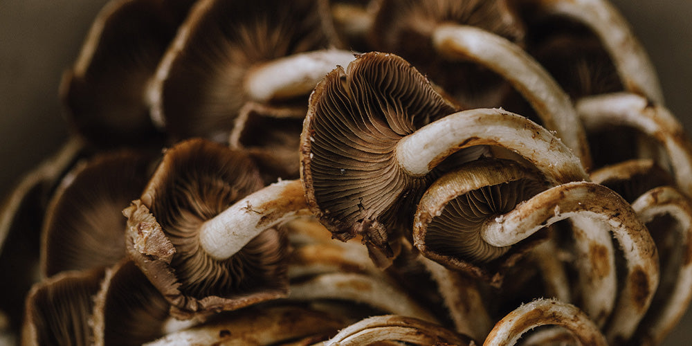 How to cook with Mushrooms