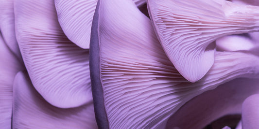 Close up picture of oyster mushrooms on their side. The photo has been edited to make them look purple at the top and fade into a pink at the bottom.