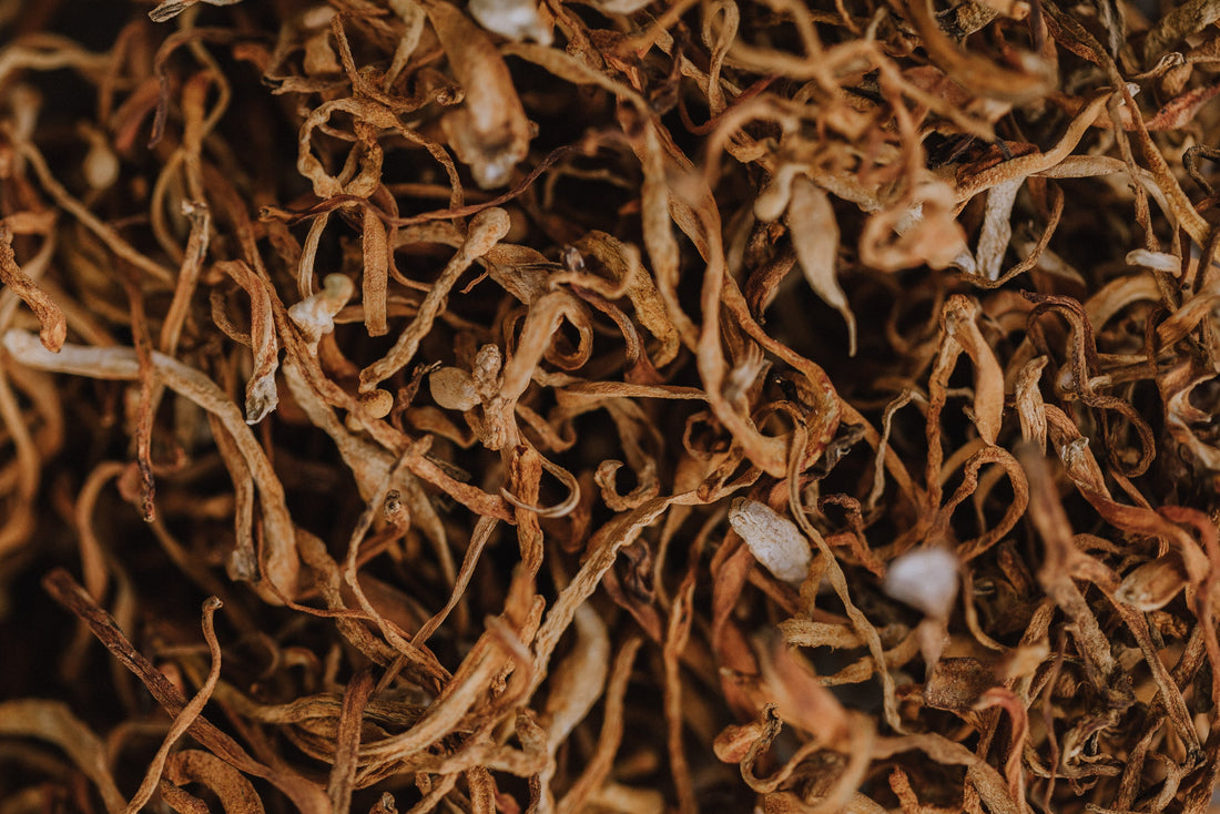 close up image of orange cordyceps that are dried. image by rainbo